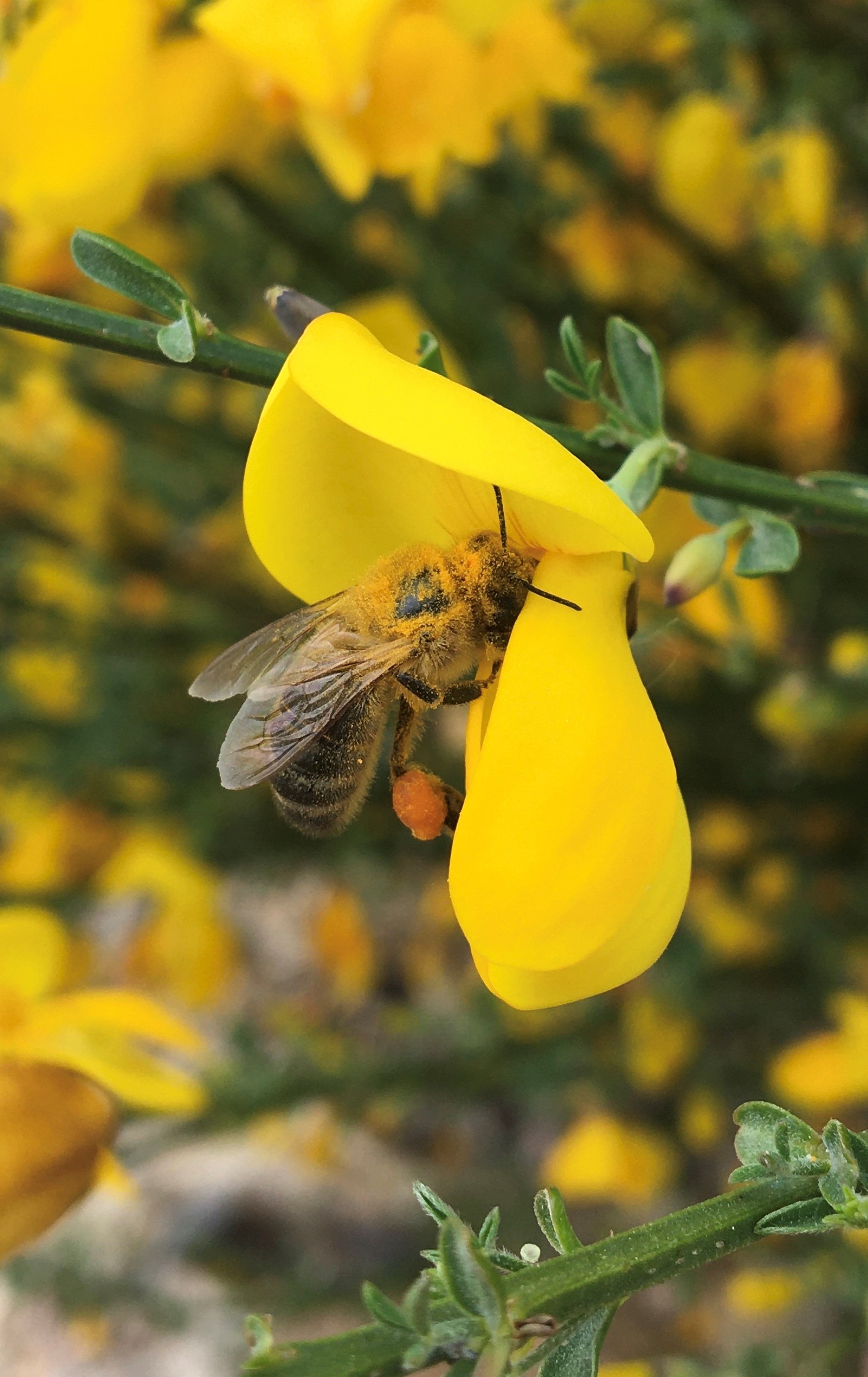 apiculture miel abeilles ruche ruchers clermont ferrand location entreprise