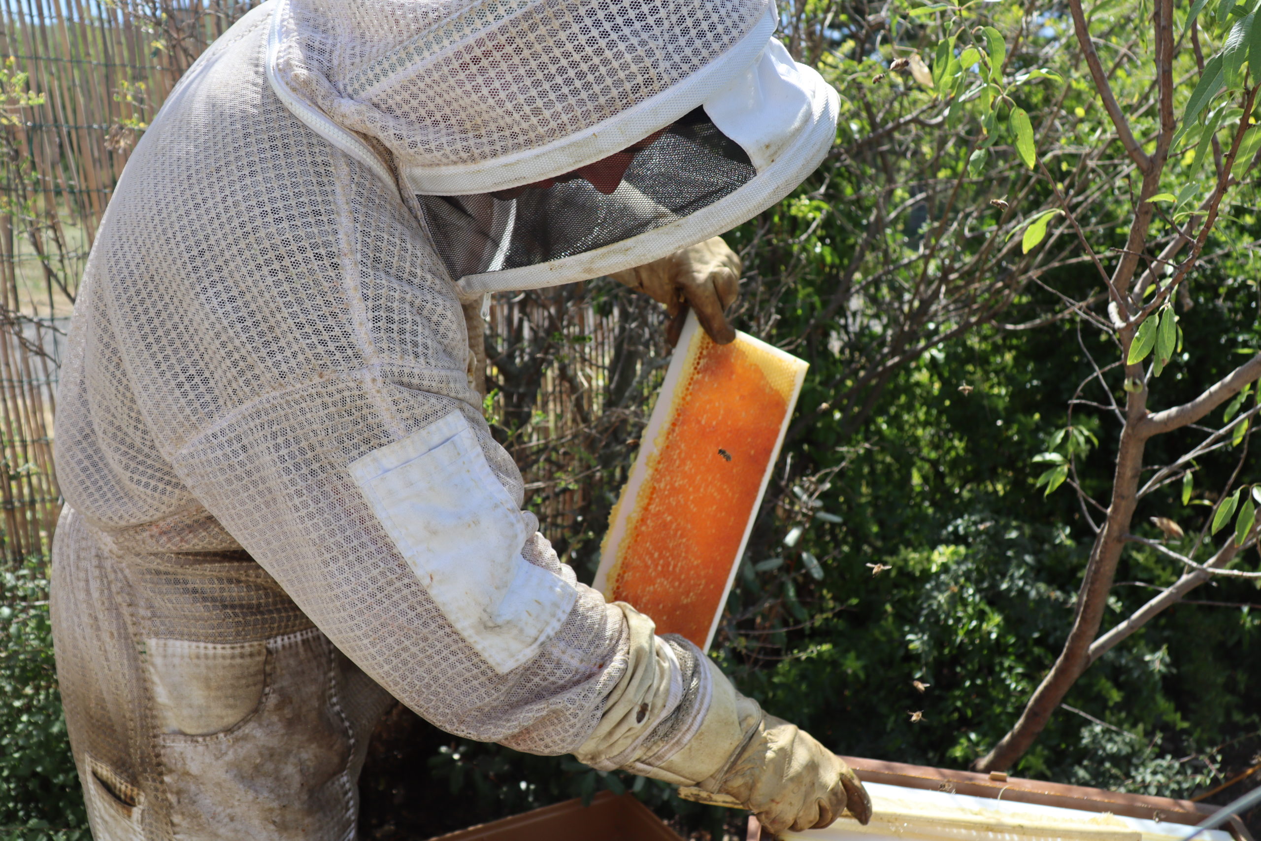 abeilles assurances - location de ruche urbaine en auvergne pour entreprises, collectivités, particuliers