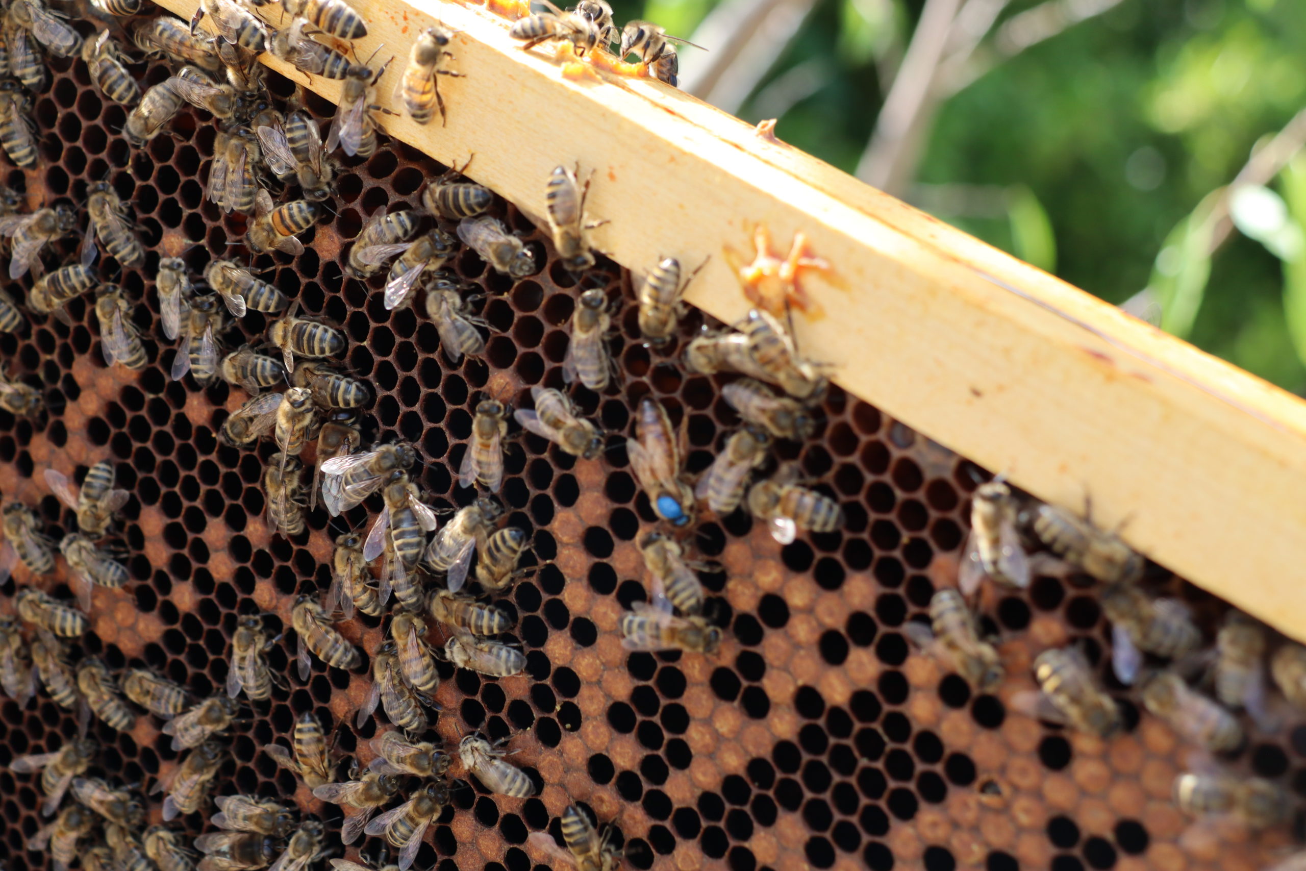 abeilles- location de ruche urbaine en auvergne pour entreprises, collectivités, particuliers