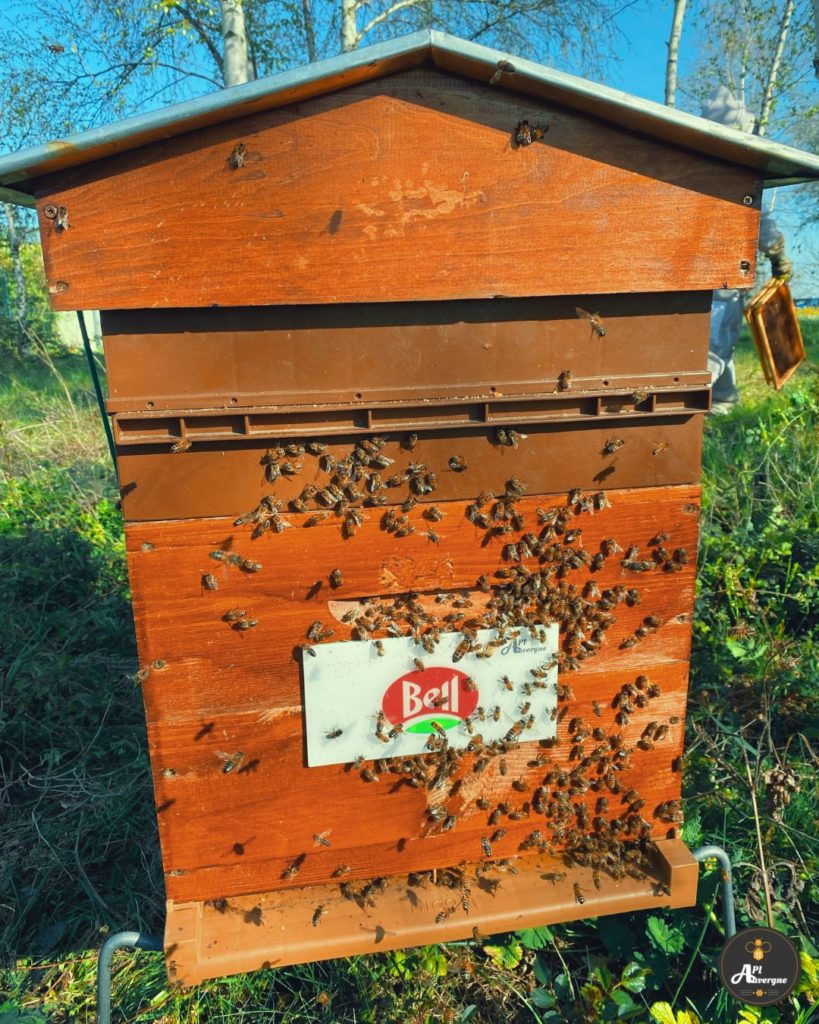 ruche urbaine clermont ferrand auvergne biodiversité RSE