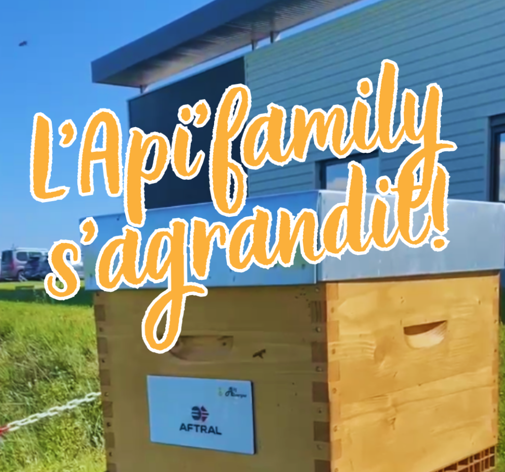 ruche urbaine clermont ferrand auvergne biodiversité RSE aftral