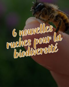 ruche urbaine clermont ferrand auvergne biodiversité RSE aftral
