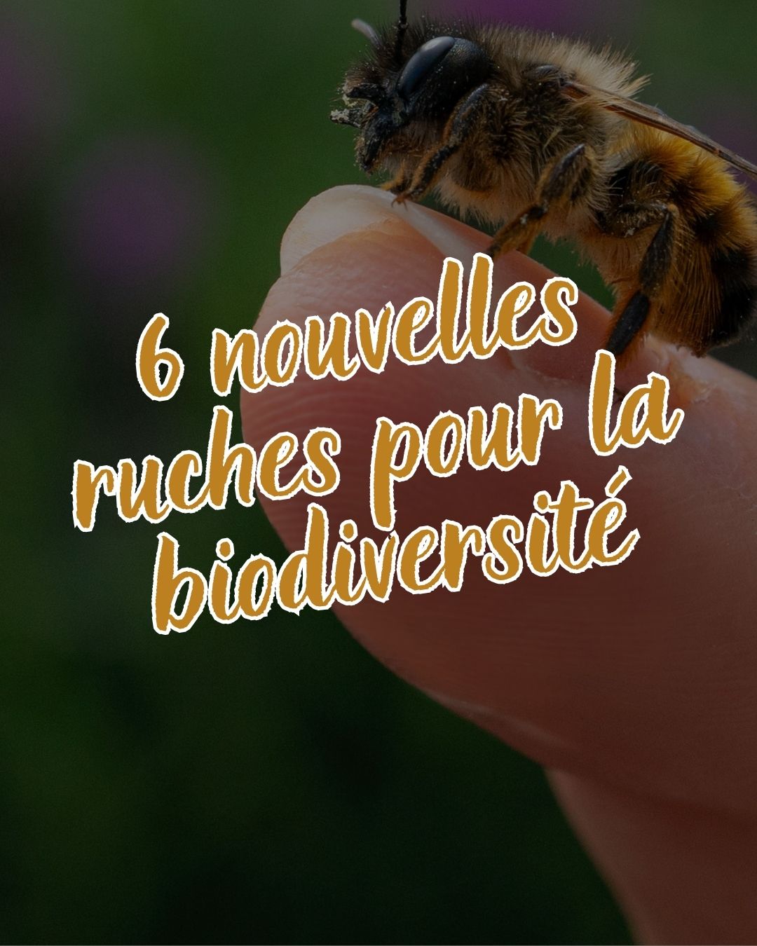 ruche urbaine clermont ferrand auvergne biodiversité RSE aftral
