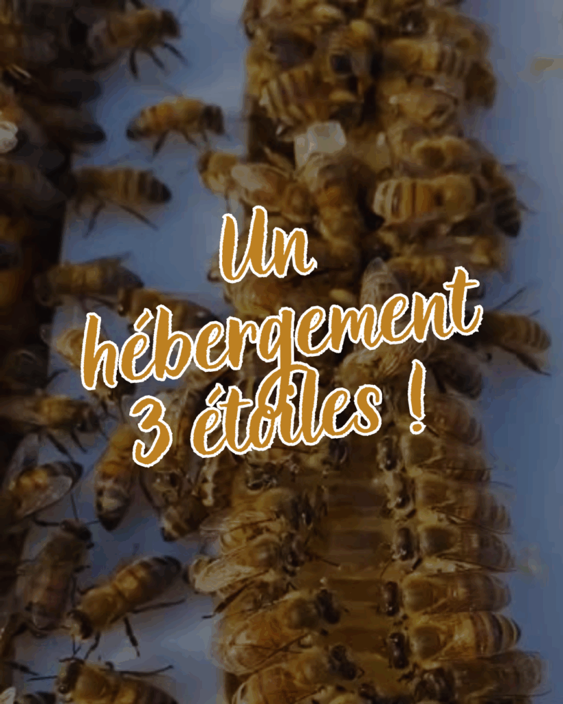 ruche urbaine clermont ferrand auvergne biodiversité RSE privilodges
