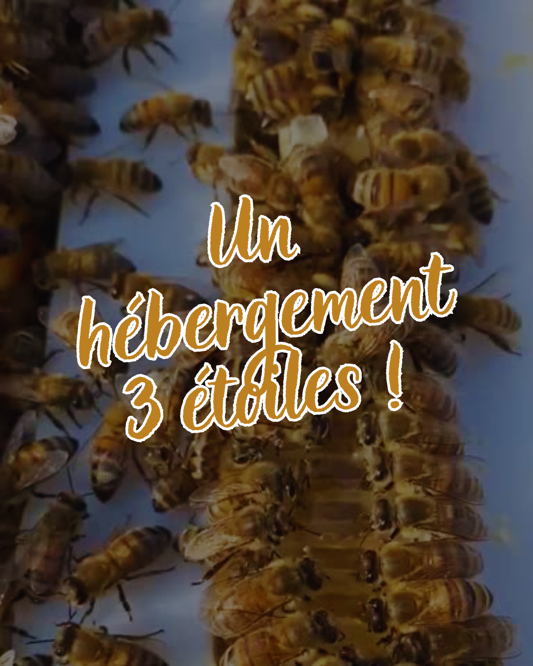 ruche urbaine clermont ferrand auvergne biodiversité RSE privilodges