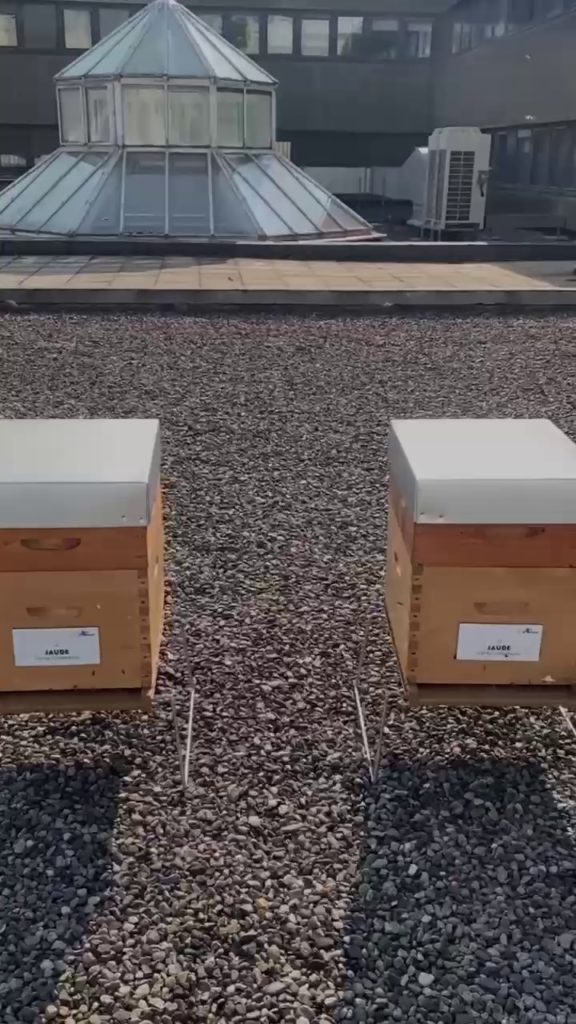 ruche urbaine clermont ferrand auvergne biodiversité RSE centre jaude
