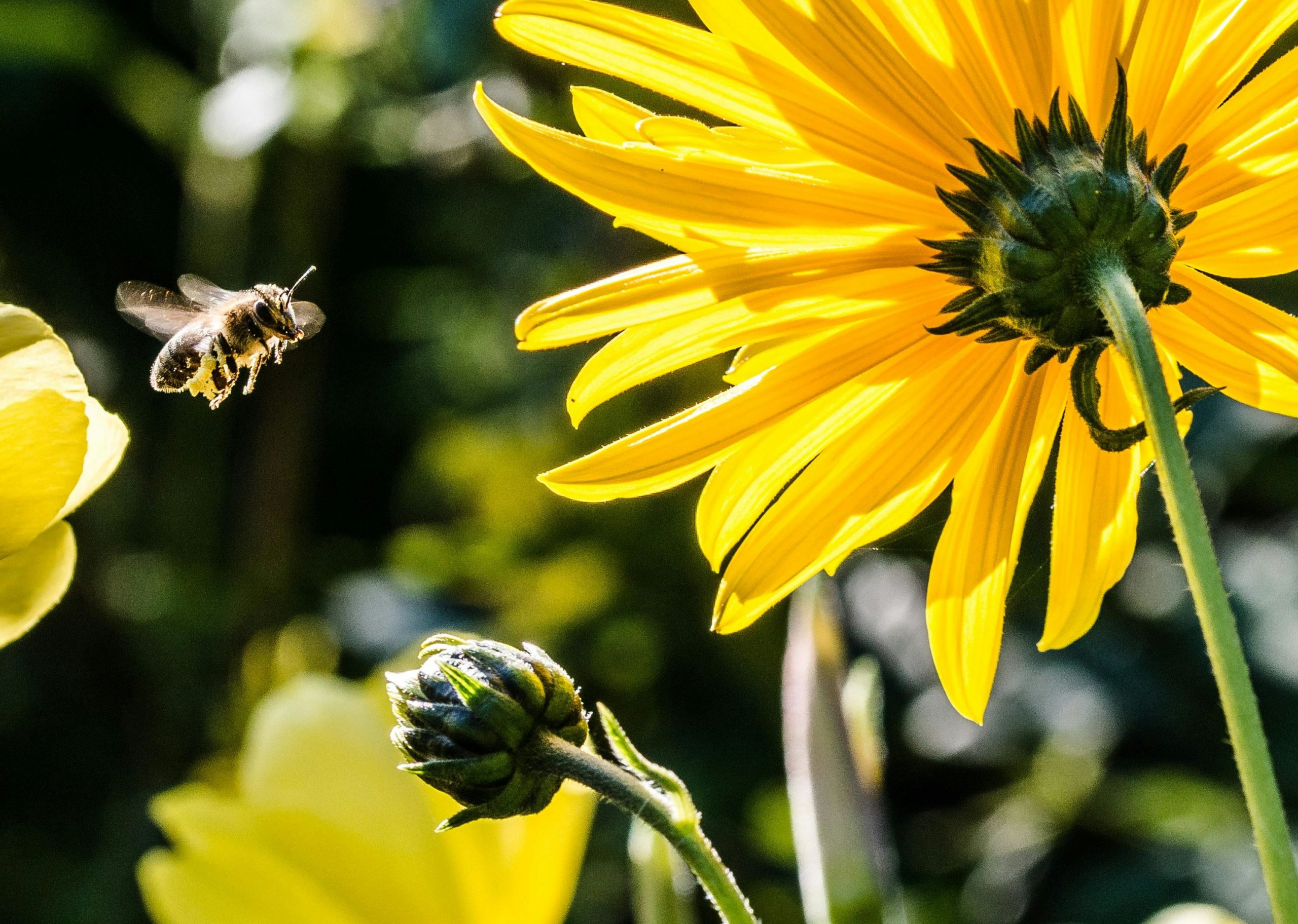 ruche urbaine clermont ferrand auvergne biodiversité RSE privilodges
