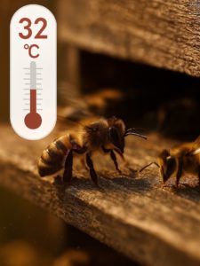 ruche urbaine clermont ferrand auvergne biodiversité RSE canicule