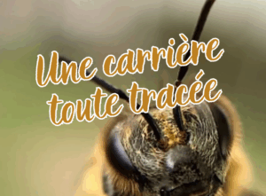 ruche urbaine clermont ferrand auvergne biodiversité RSE