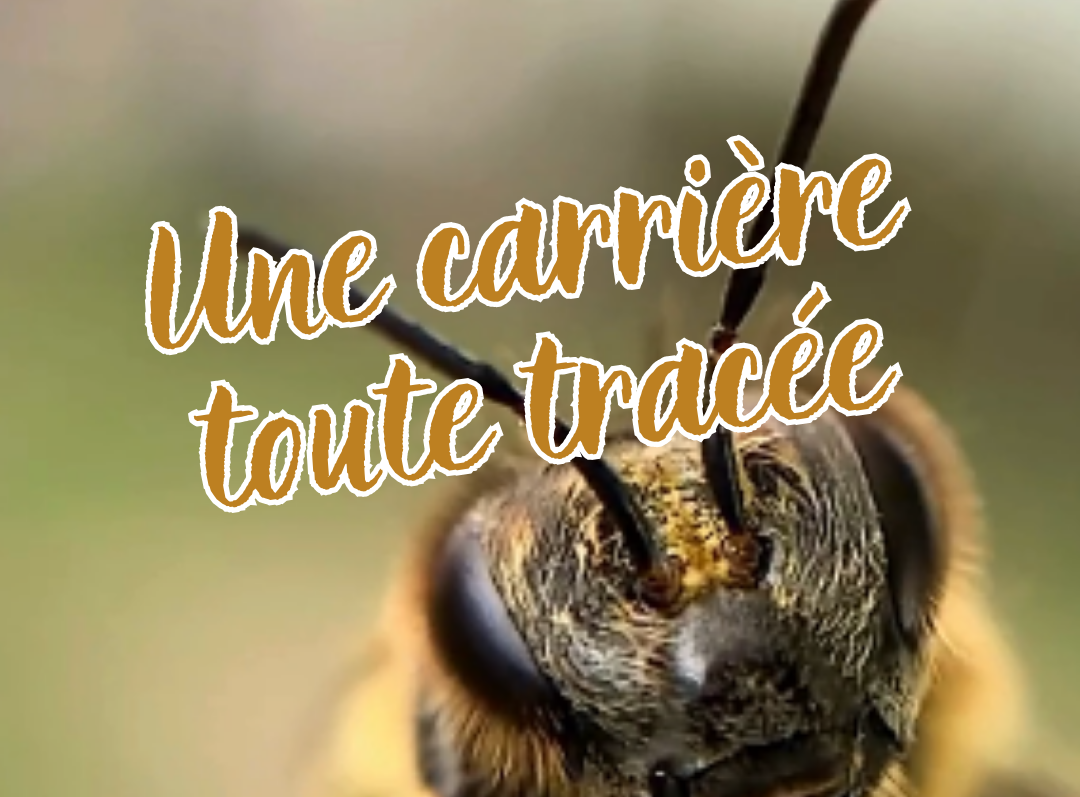 ruche urbaine clermont ferrand auvergne biodiversité RSE