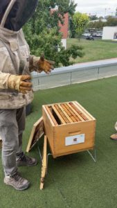 ruche urbaine clermont ferrand auvergne biodiversité RSE