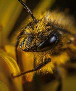 ApiAuvergne sensibilise au rôle essentiel des abeilles pour la biodiversité